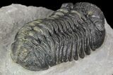 Detailed Morocops Trilobite - Beautiful Eyes #90027-5